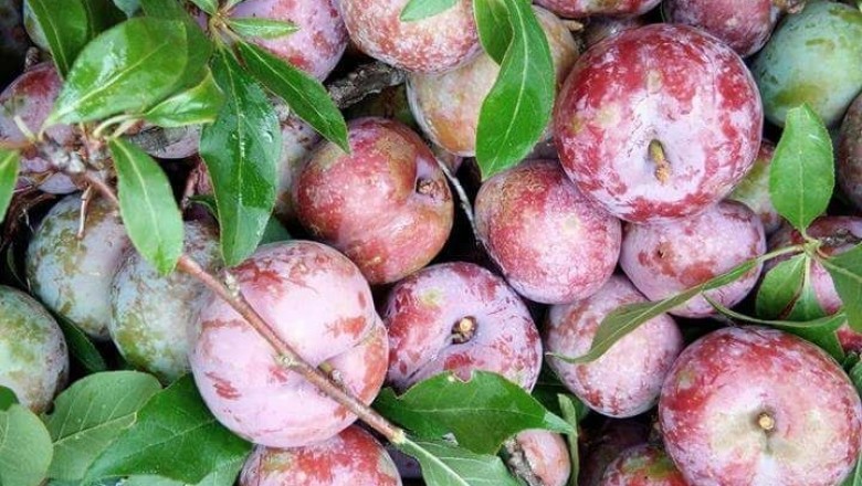 Cây Mận. Prunus salicina Lindl. var. salicina - Cây Thuốc Nam Quanh Ta
